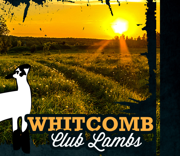 Whitcomb Club Lambs