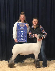 Whitcomb Club Lambs Winners