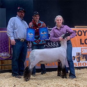 Whitcomb Club Lambs Winners
